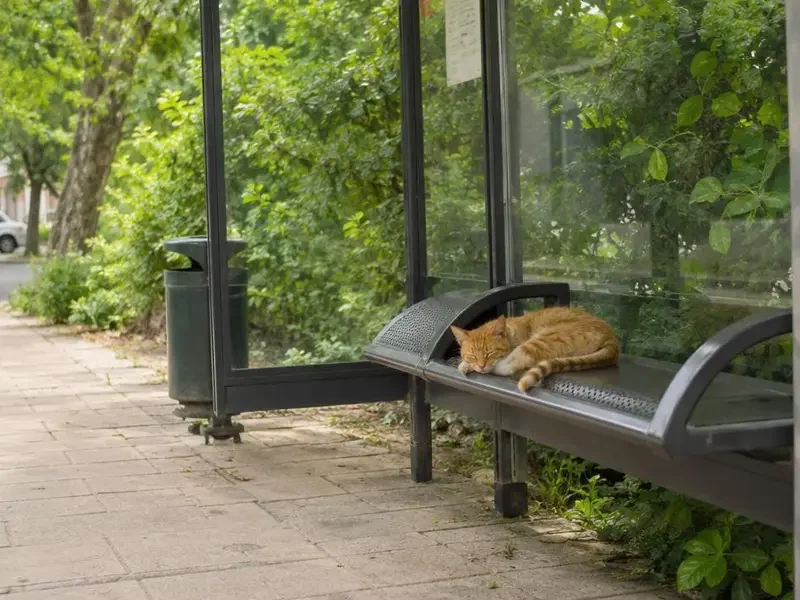 吃瓜在线看：公交站那只橘猫，今天又占了「最佳座位」 - 吃瓜在线看